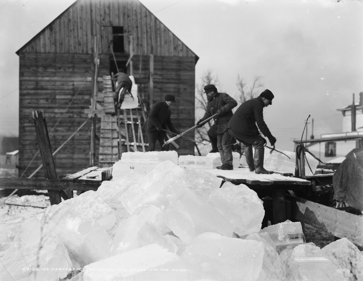 Zbieranie lodu, wstrzeliwanie ciastek do domu, ok. 1903 autorstwa Detroit Publishing Co.