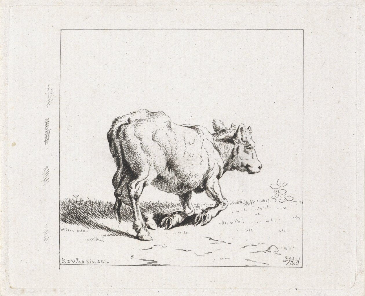 Rosnące cielę autorstwa Diederik Jan Singendonck