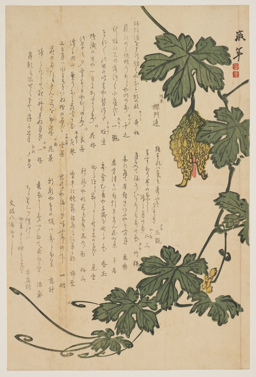 Bitter Melon, 1825 (kolorowy drzeworyt) autorstwa Dodo Hirotoshi