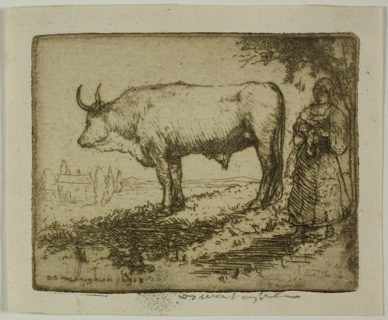 Biały Wół autorstwa Donald Shaw MacLaughlan