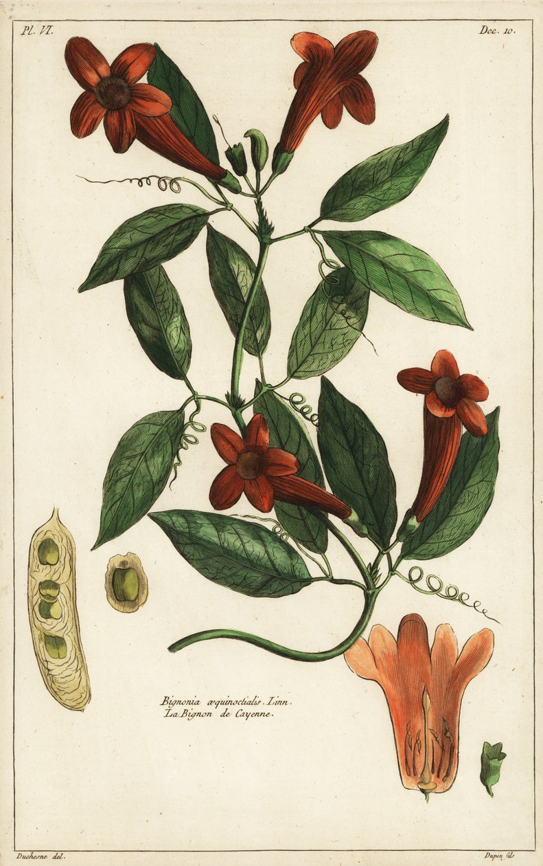 Winorośl czosnkowa, Bignonia equinoctialis, Linn autorstwa Duchesne Duchesne