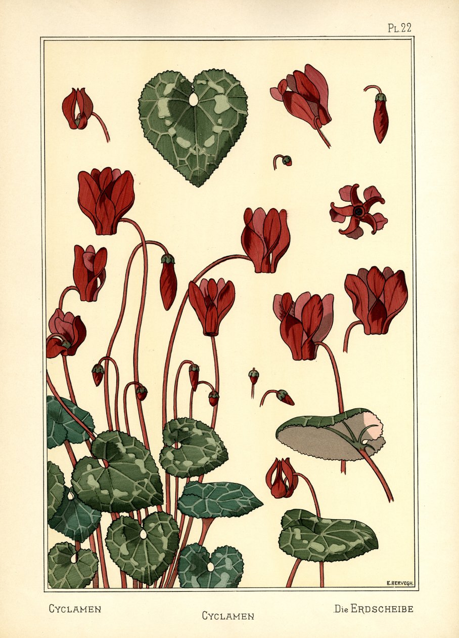 Cyklamen autorstwa E. Hervegh