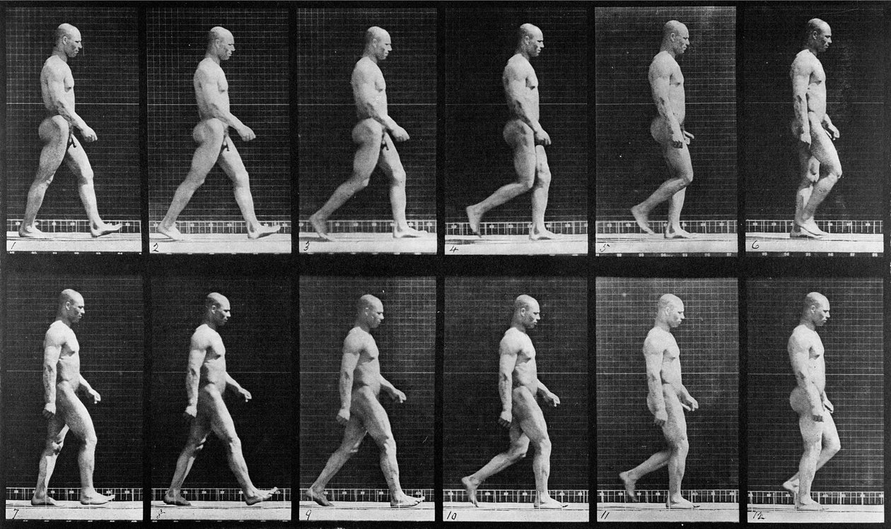 Idący mężczyzna, z filmu „Lokomocja zwierząt”, 1887 r. autorstwa Eadweard Muybridge