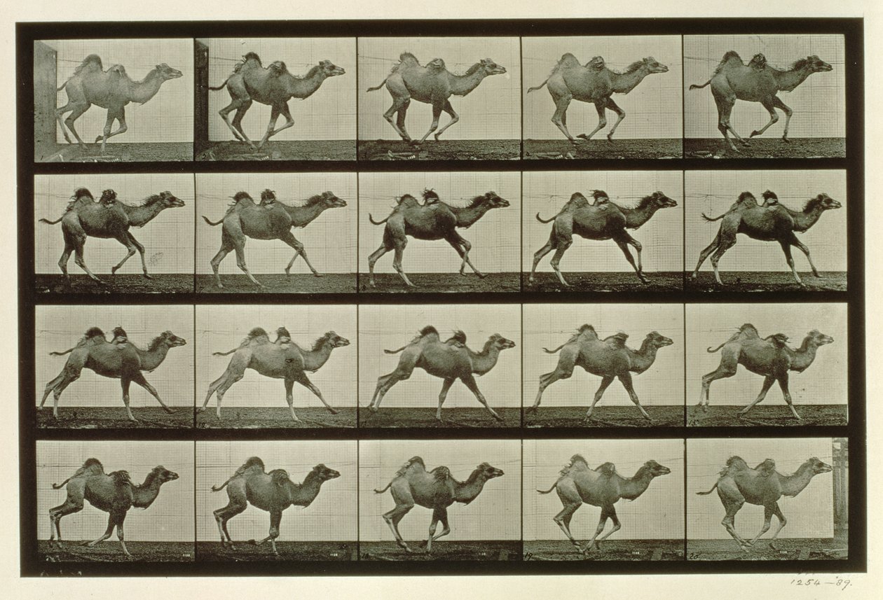 Wielbłąd, płyta z filmu „Animal Locomotion”, 1887 autorstwa Eadweard Muybridge