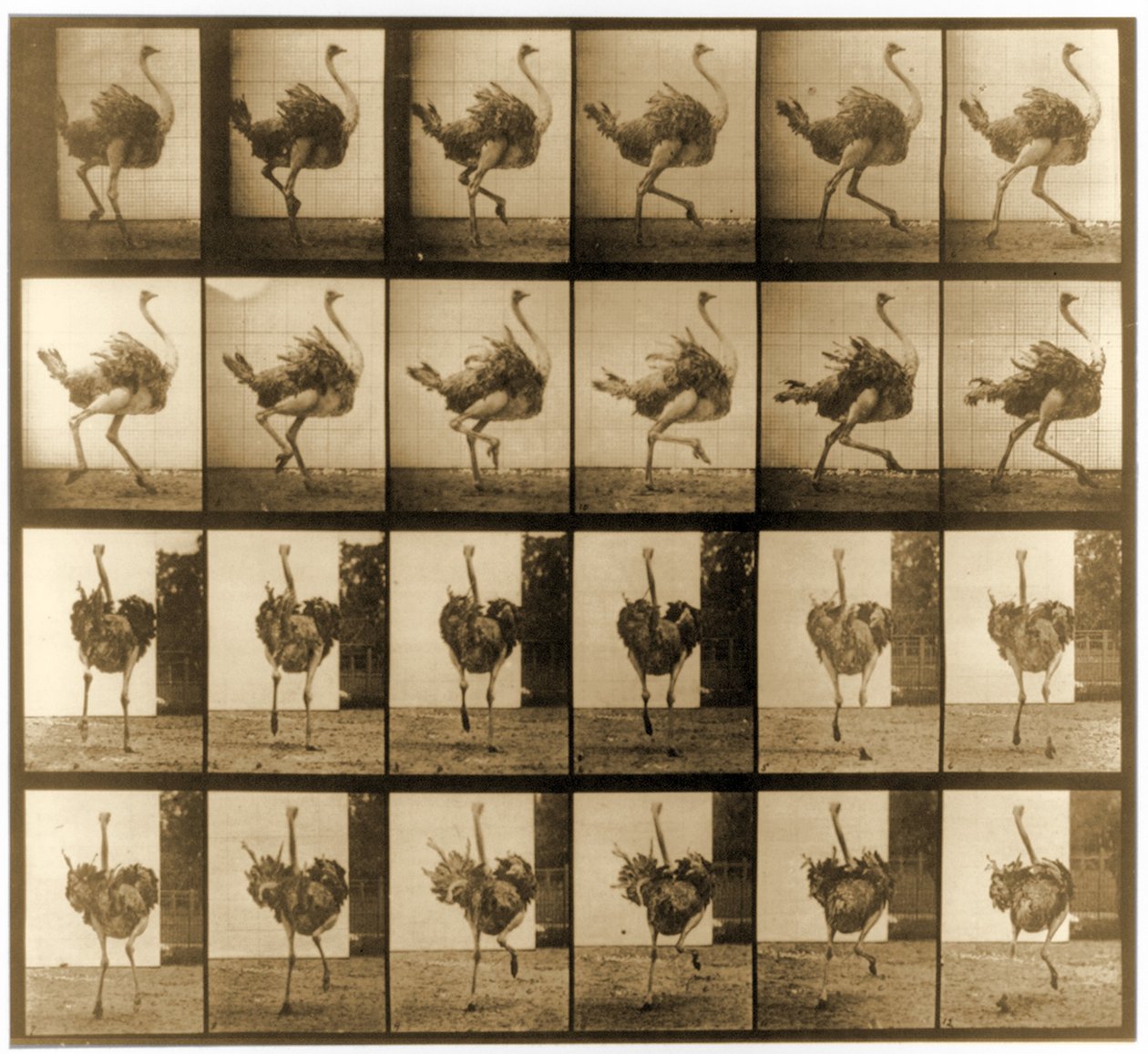 Sekwencja obrazów biegnącego strusia, seria „Animal Locomotion”, c.1887 autorstwa Eadweard Muybridge