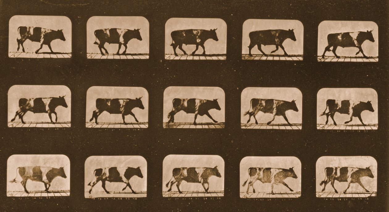 Sekwencja obrazów biegnącego wołu, seria „Animal Locomotion”, c.1881 autorstwa Eadweard Muybridge