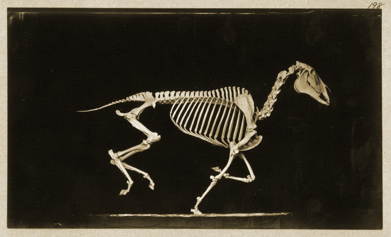 Szkielet biegnącego konia autorstwa Eadweard Muybridge