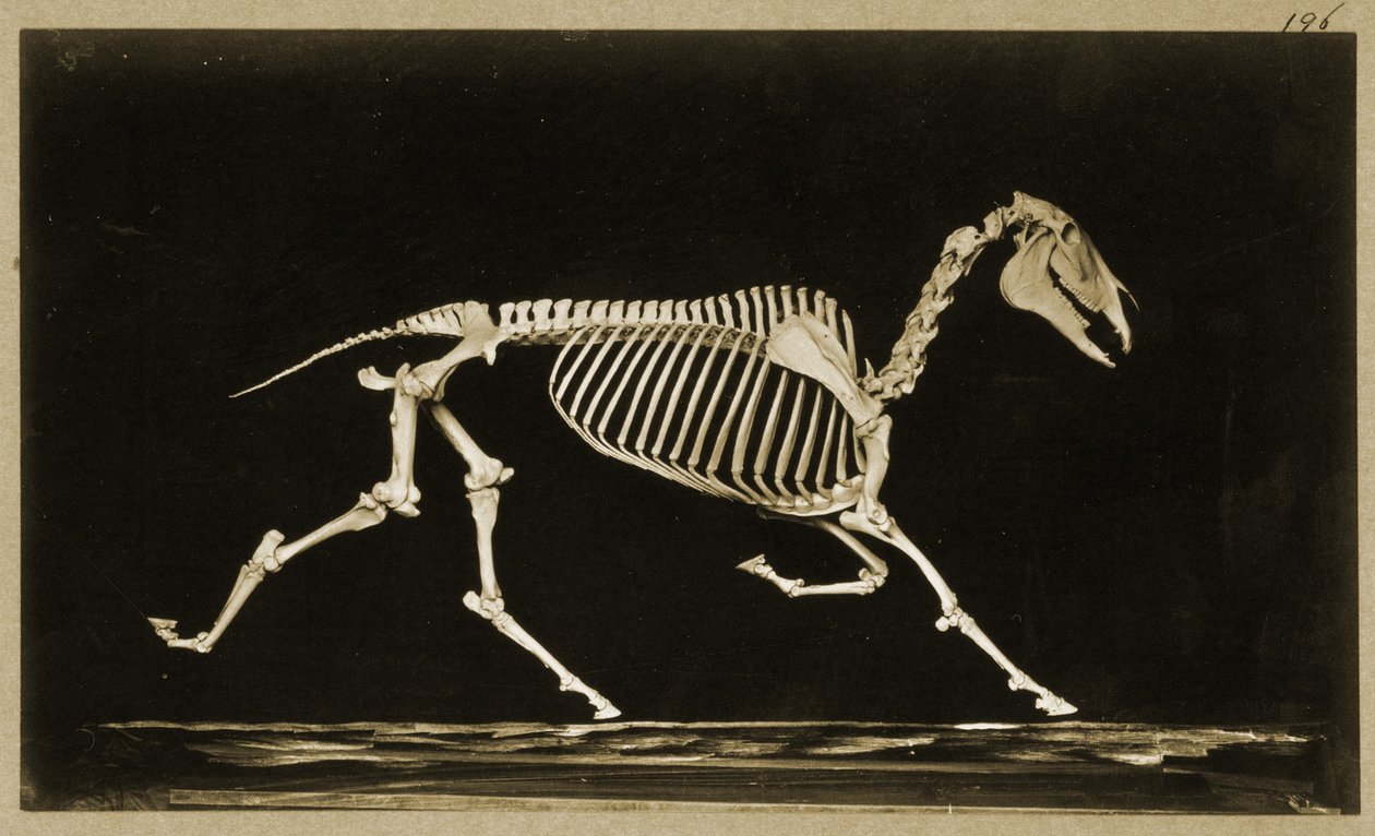 Szkielet biegnącego konia autorstwa Eadweard Muybridge
