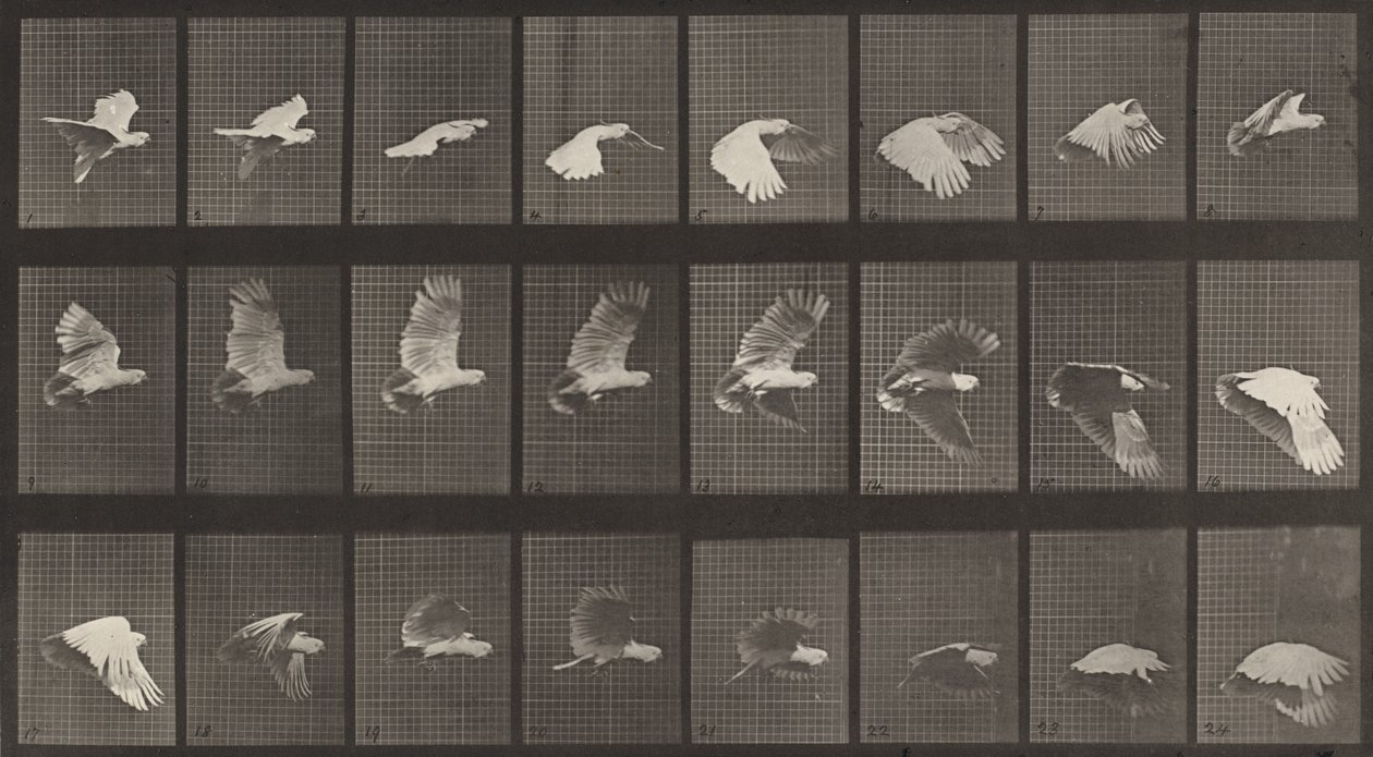 Numer rejestracyjny 758. Latająca kakadu, 1887. autorstwa Eadweard Muybridge