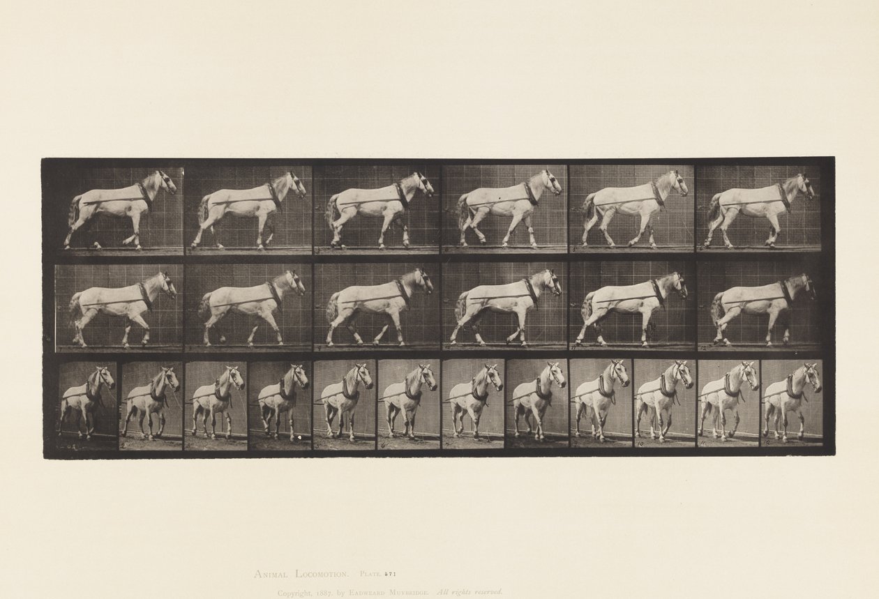 Płyta 571. Ciągnięcie; Jasnoszara klacz Johnson, 1885 autorstwa Eadweard Muybridge