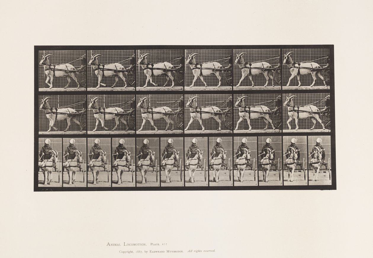 Tabliczka 677. Koza; Spacer po Sulky autorstwa Eadweard Muybridge