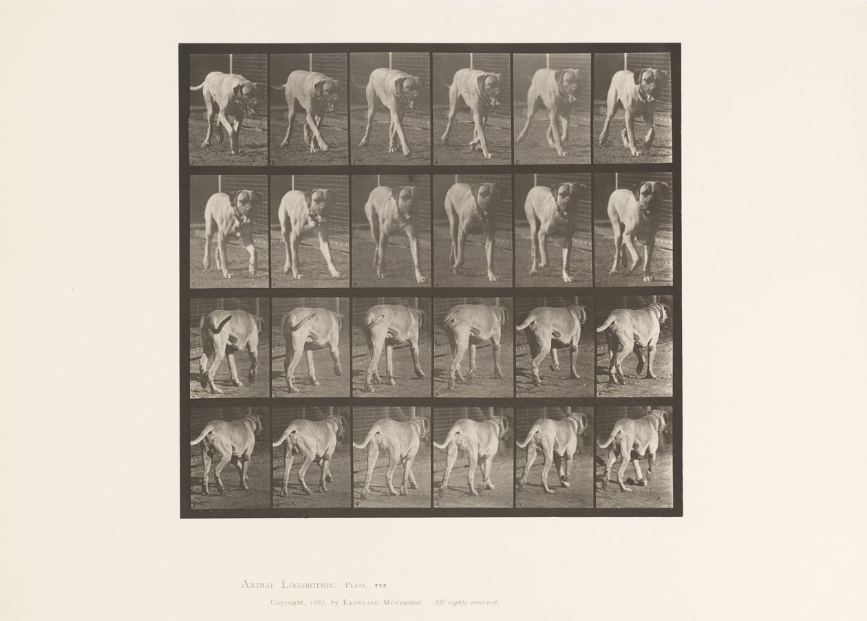 Tabliczka 705. Pies; kłusowanie; Dog angielski autorstwa Eadweard Muybridge