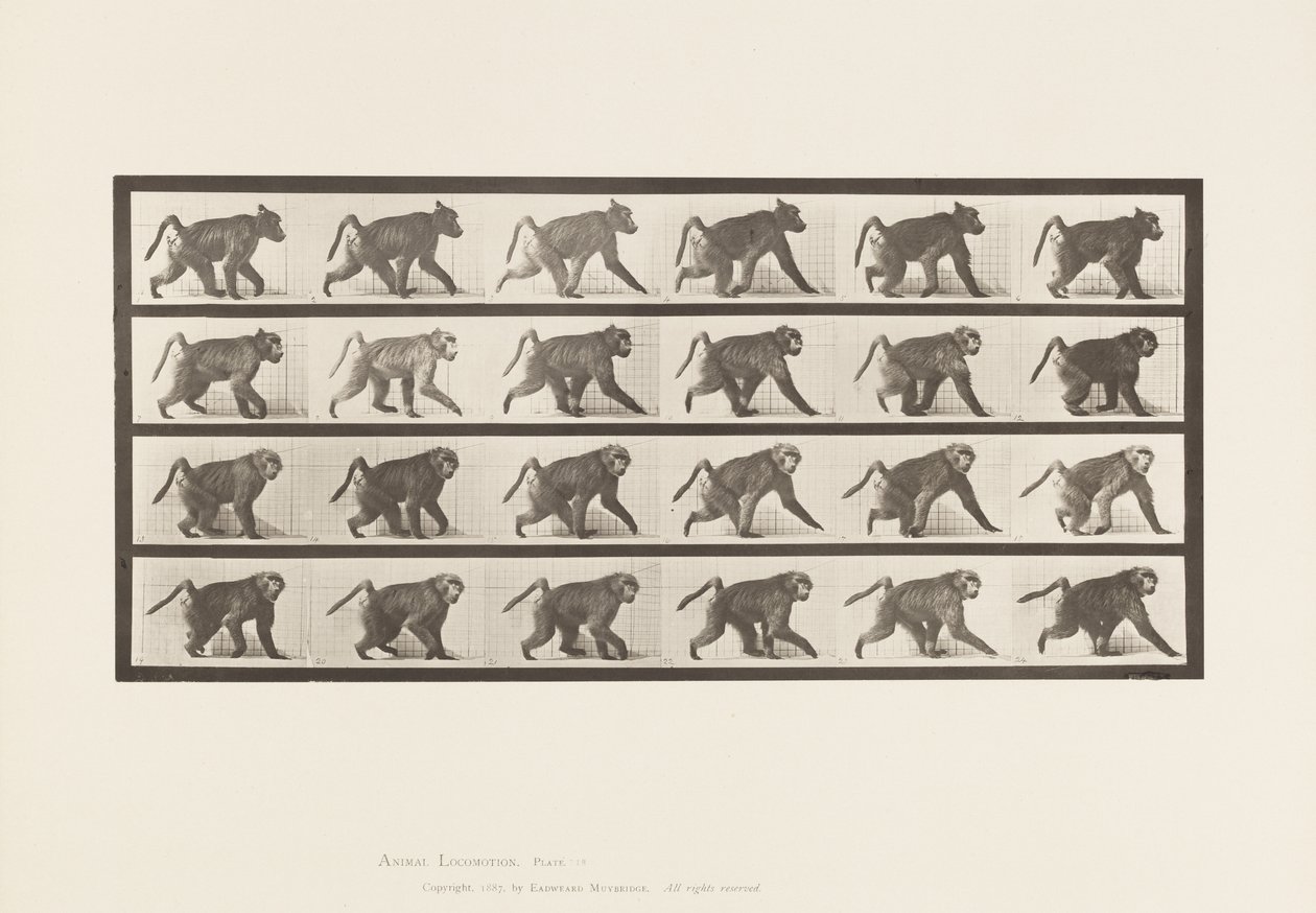 Płyta 748. Pawian; Chodzenie na czworakach autorstwa Eadweard Muybridge