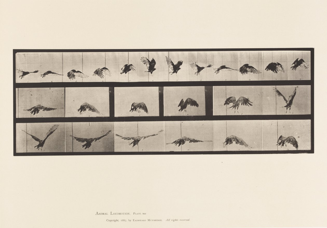 Płyta 768. Sęp; Latający autorstwa Eadweard Muybridge