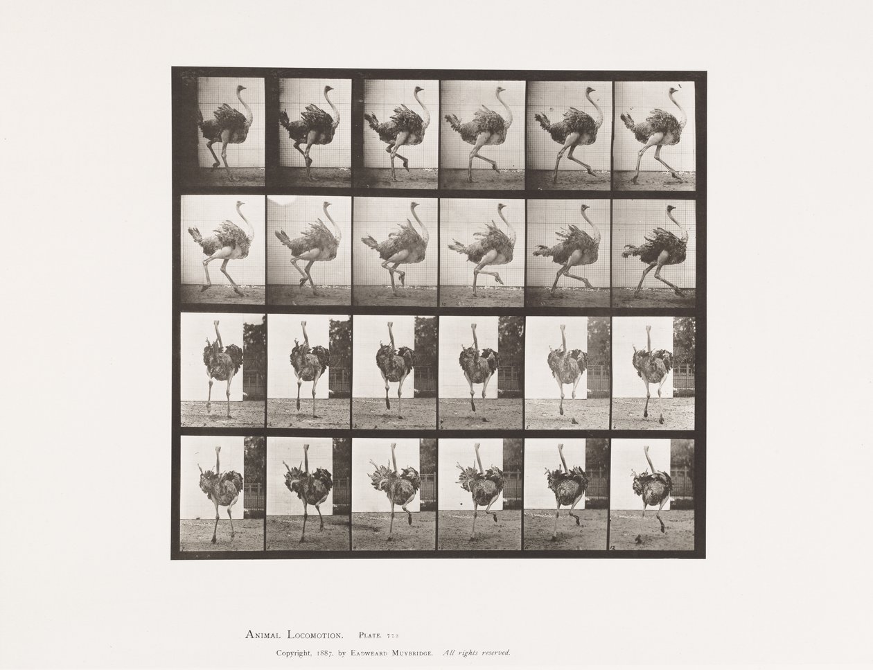 Tabliczka 773. Struś; Działanie autorstwa Eadweard Muybridge