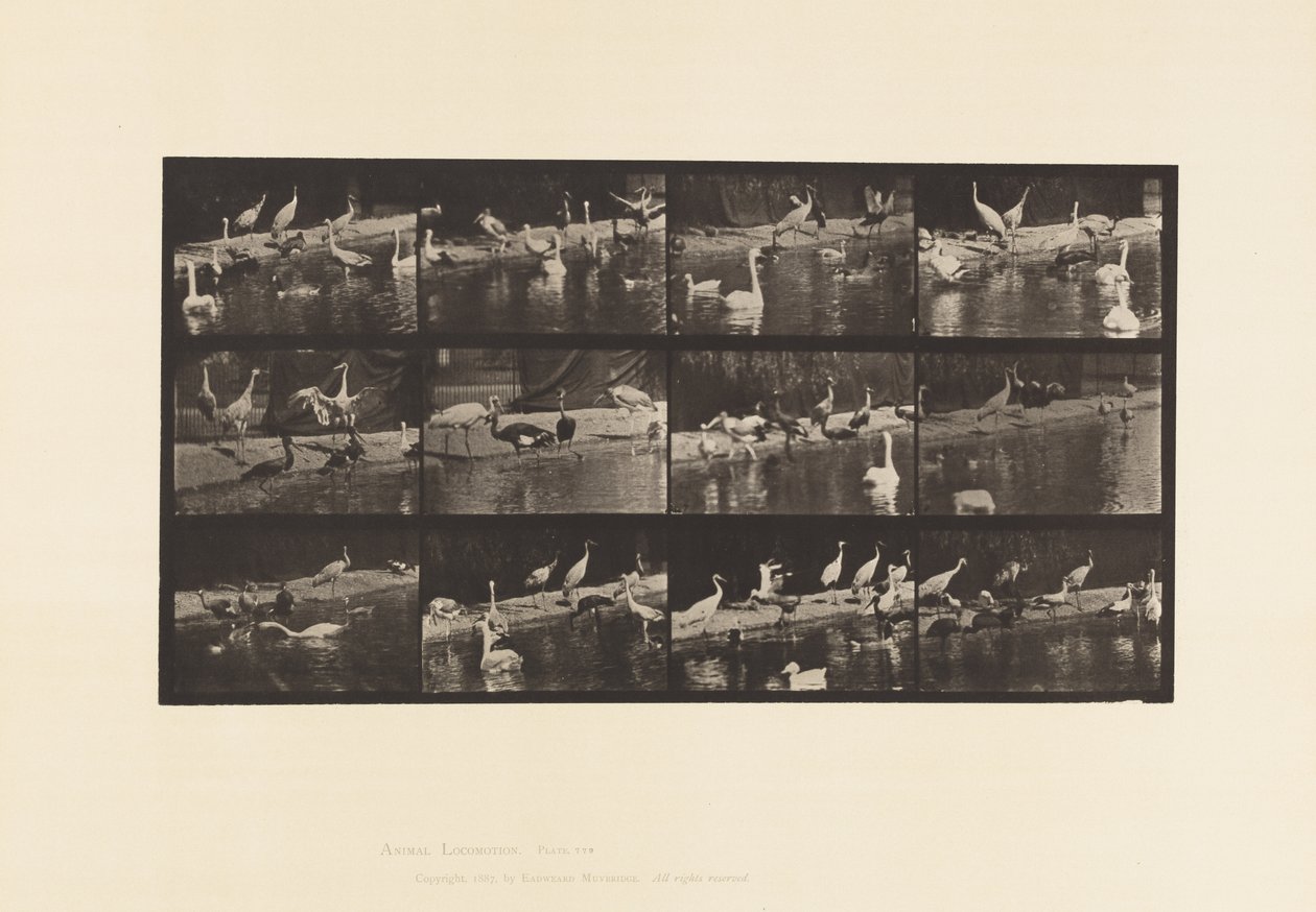 Tabliczka 779. Bociany; Łabędzie itp. autorstwa Eadweard Muybridge