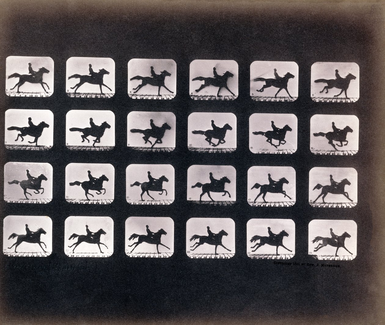 Bieganie (galop), Eadweard J. Muybridge autorstwa Eadweard Muybridge