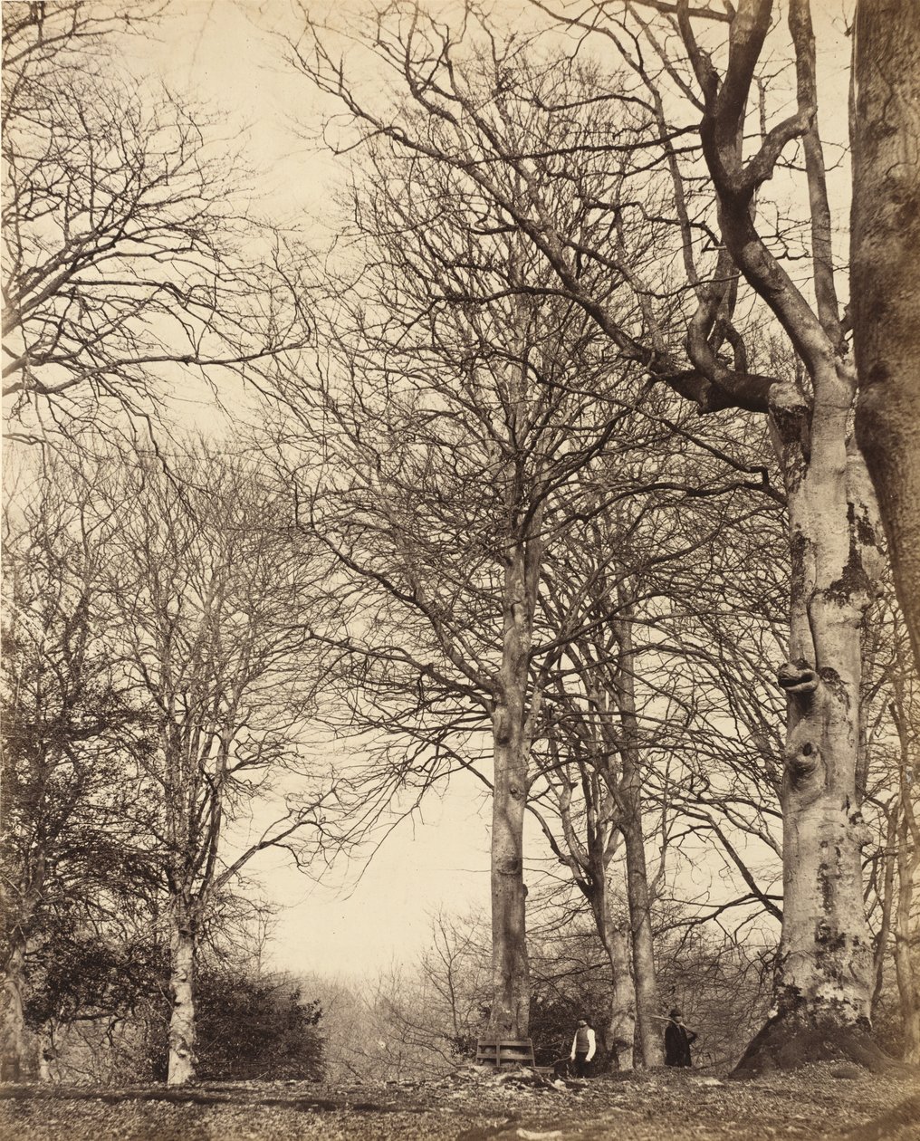 Buk królowej Adelajdy, 1864 autorstwa Earl of Caithness