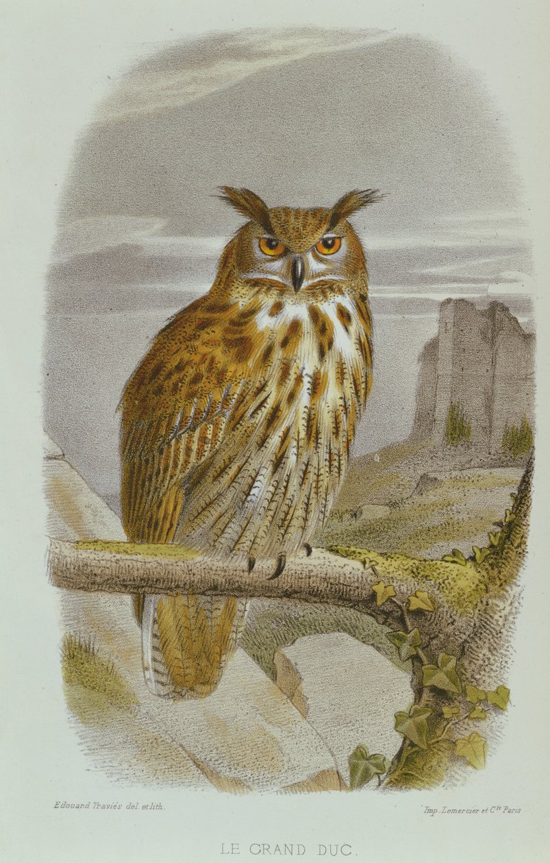 Puchacz zwyczajny (Bubo Bubo) autorstwa Edouard Travies