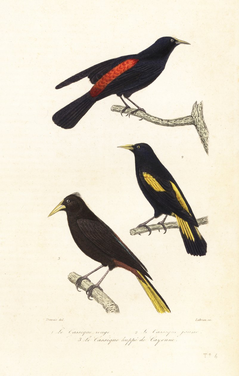 Gatunki kacyków i oropendola czubata. autorstwa Edouard (after) Travies