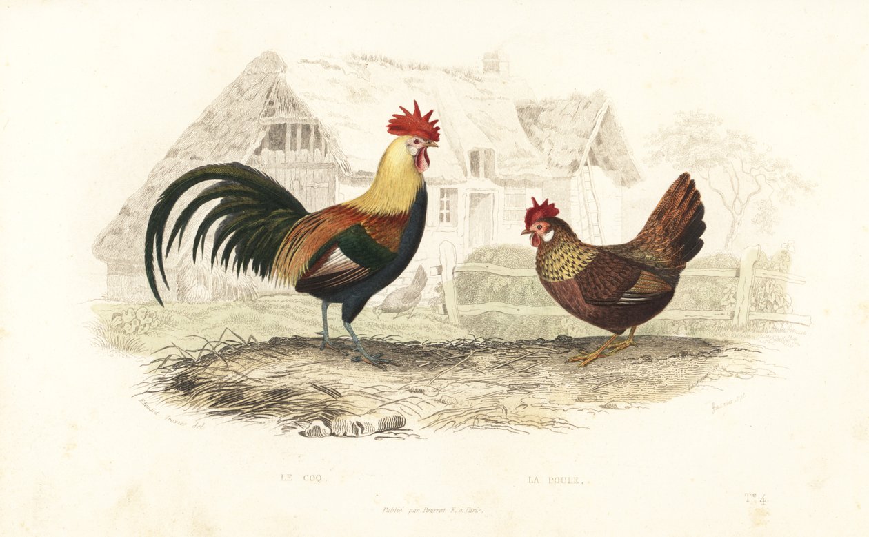 Kogut i kura, Phasianus gallus. autorstwa Edouard (after) Travies