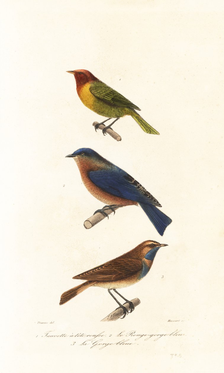 Pokrzewka z Nashville, wschodni bluebird i podróżniczek. autorstwa Edouard (after) Travies
