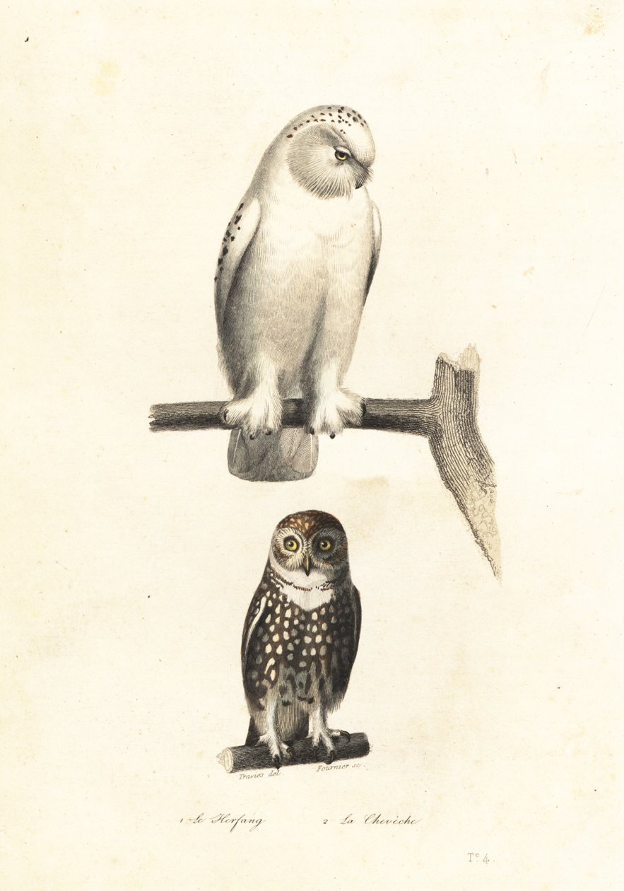 Sowa śnieżna i sóweczka zwyczajna. autorstwa Edouard (after) Travies