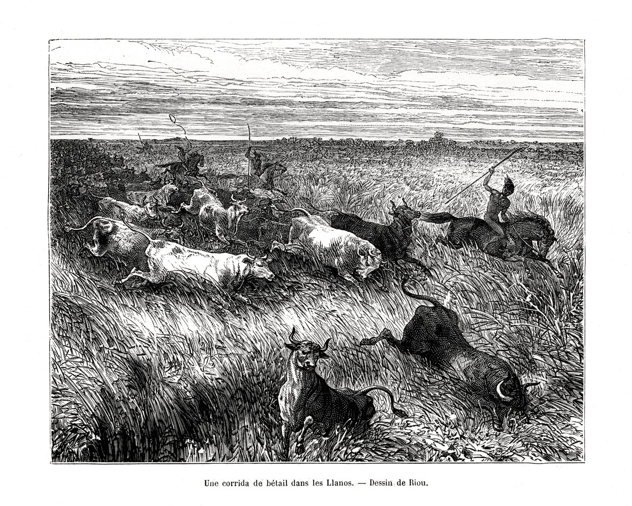 Hodowla, Los Llanos, Wenezuela, XIX wiek autorstwa Edouard Riou