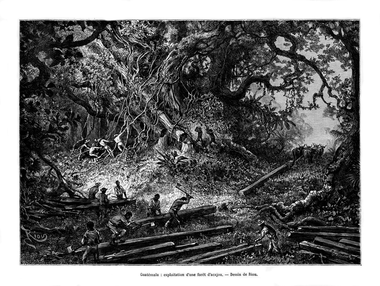 Wycinanie drzew mahoniowych, Gwatemala, XIX w. autorstwa Edouard Riou