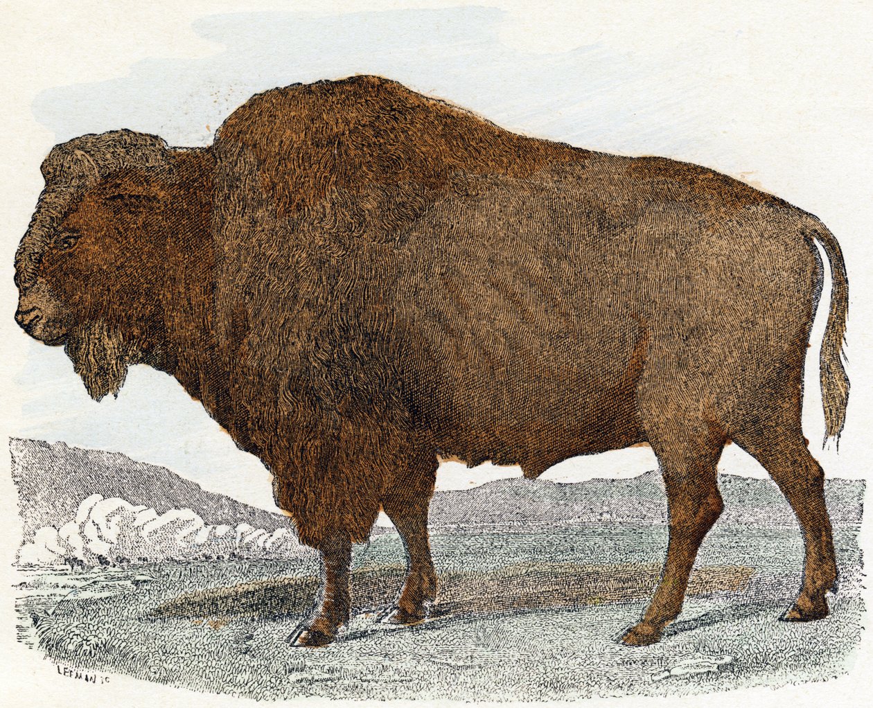 Bisonte 