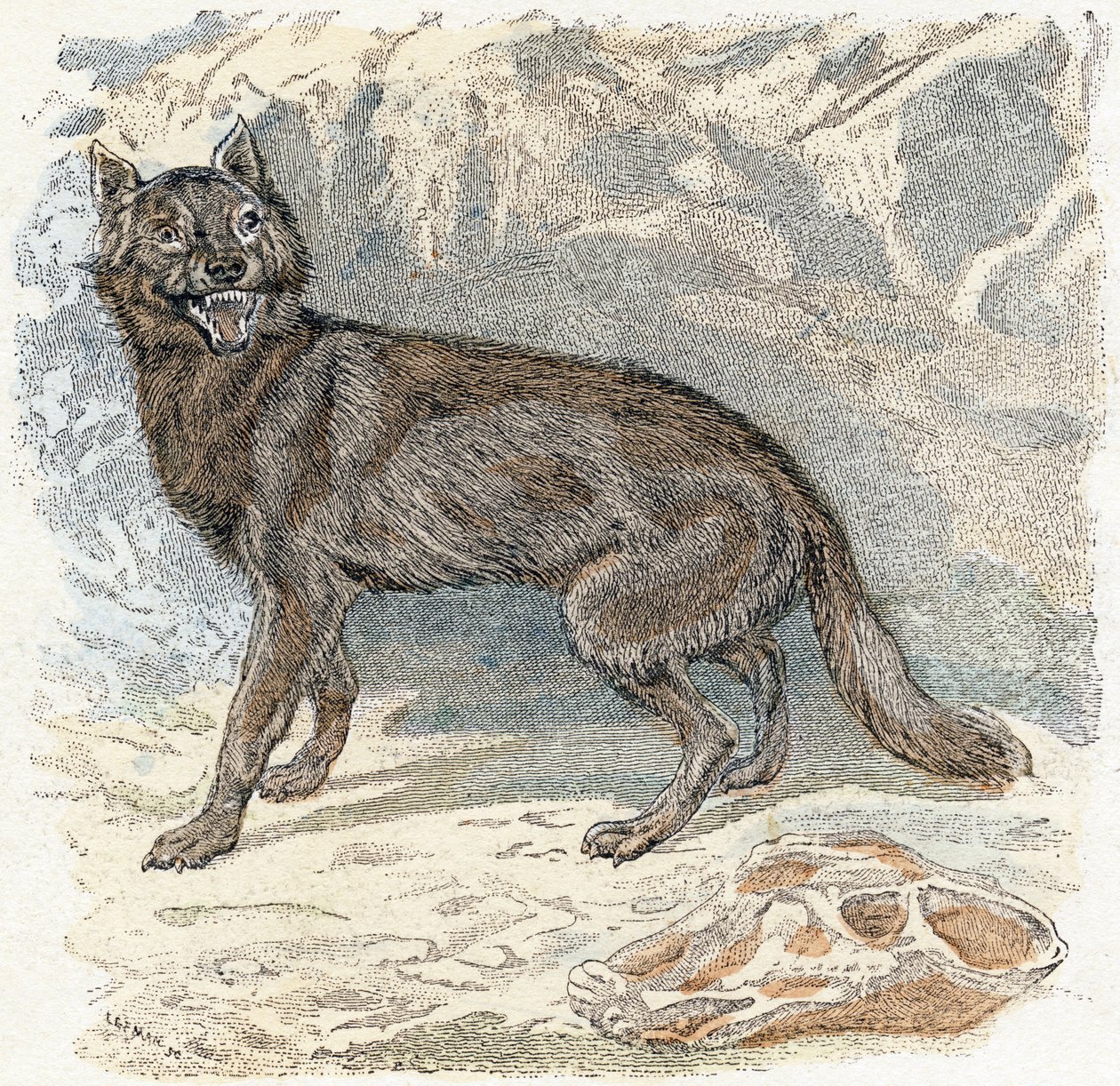 Wilk- „Alfabet przedstawia zwierzęta” XIX w. (grawerunek) autorstwa Edouard Travies
