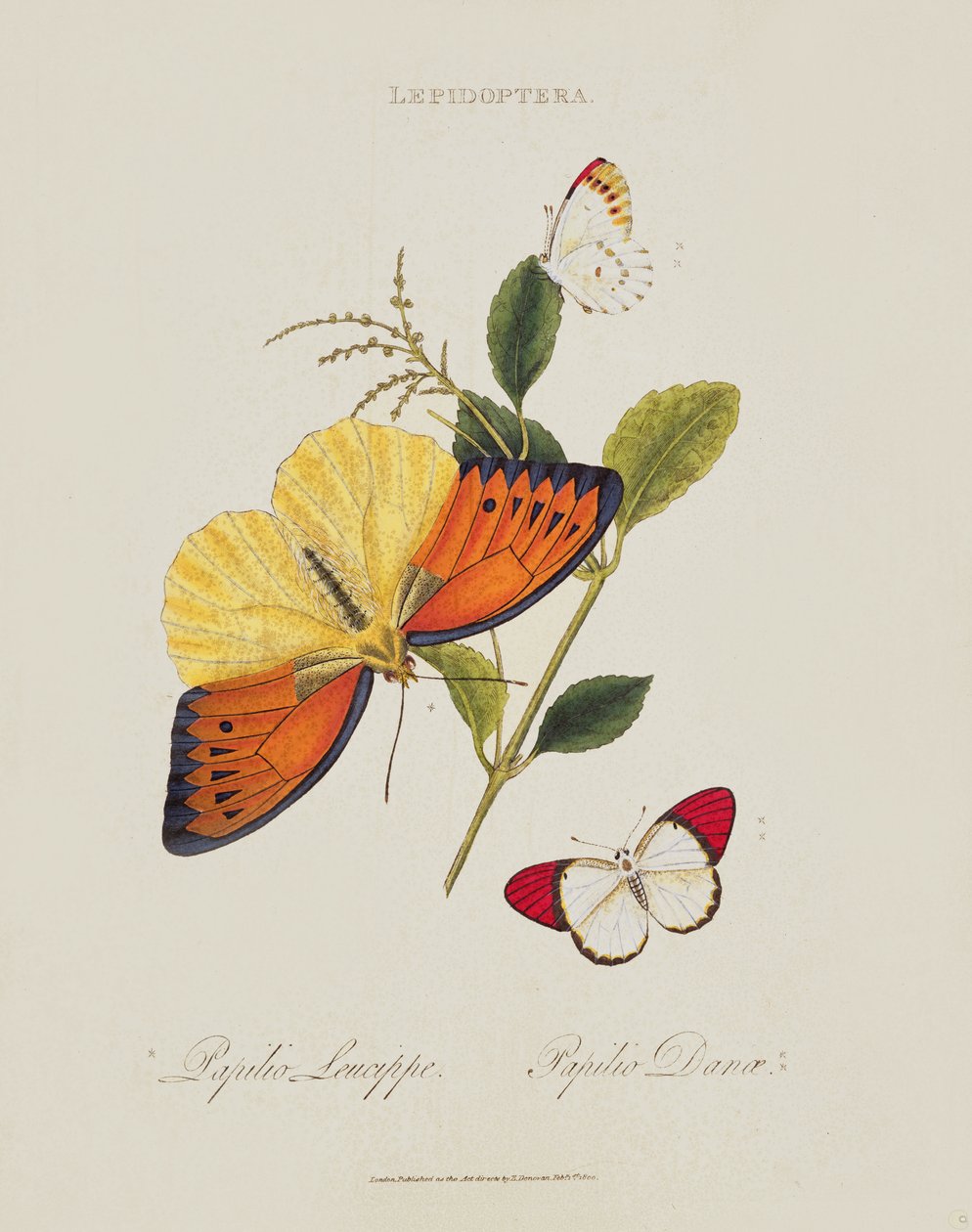Motyle: Papilio Leucippe; Papilio Danae, wyd. przez artystę, 1800 autorstwa Edward Donovan