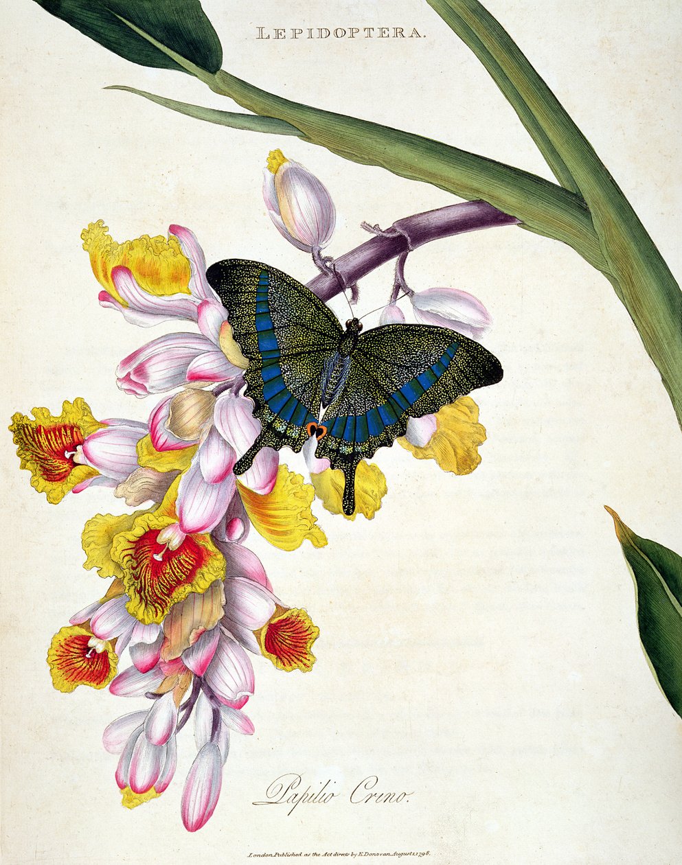 Motyl: pub Papilo Crino. przez artystę, 1798 autorstwa Edward Donovan