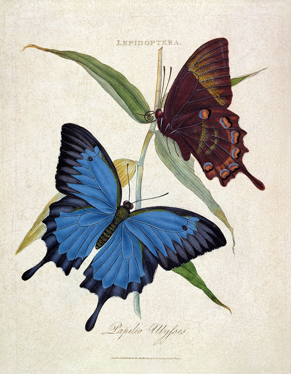 Motyl: Papilio Ulysses, wyd. przez artystę, 1800 autorstwa Edward Donovan