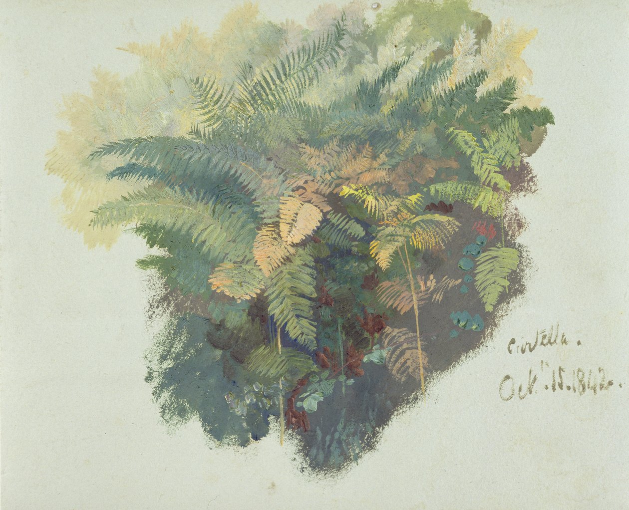 Studium paproci, Citivella, 1842, (olej na szarym papierze) autorstwa Edward Lear