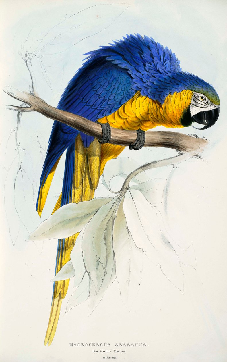 Trasa Ararauny autorstwa Edward Lear
