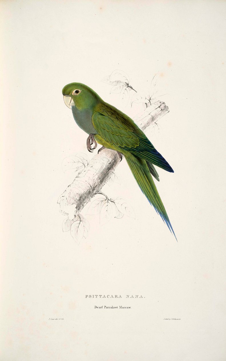 Aratinga nana autorstwa Edward Lear
