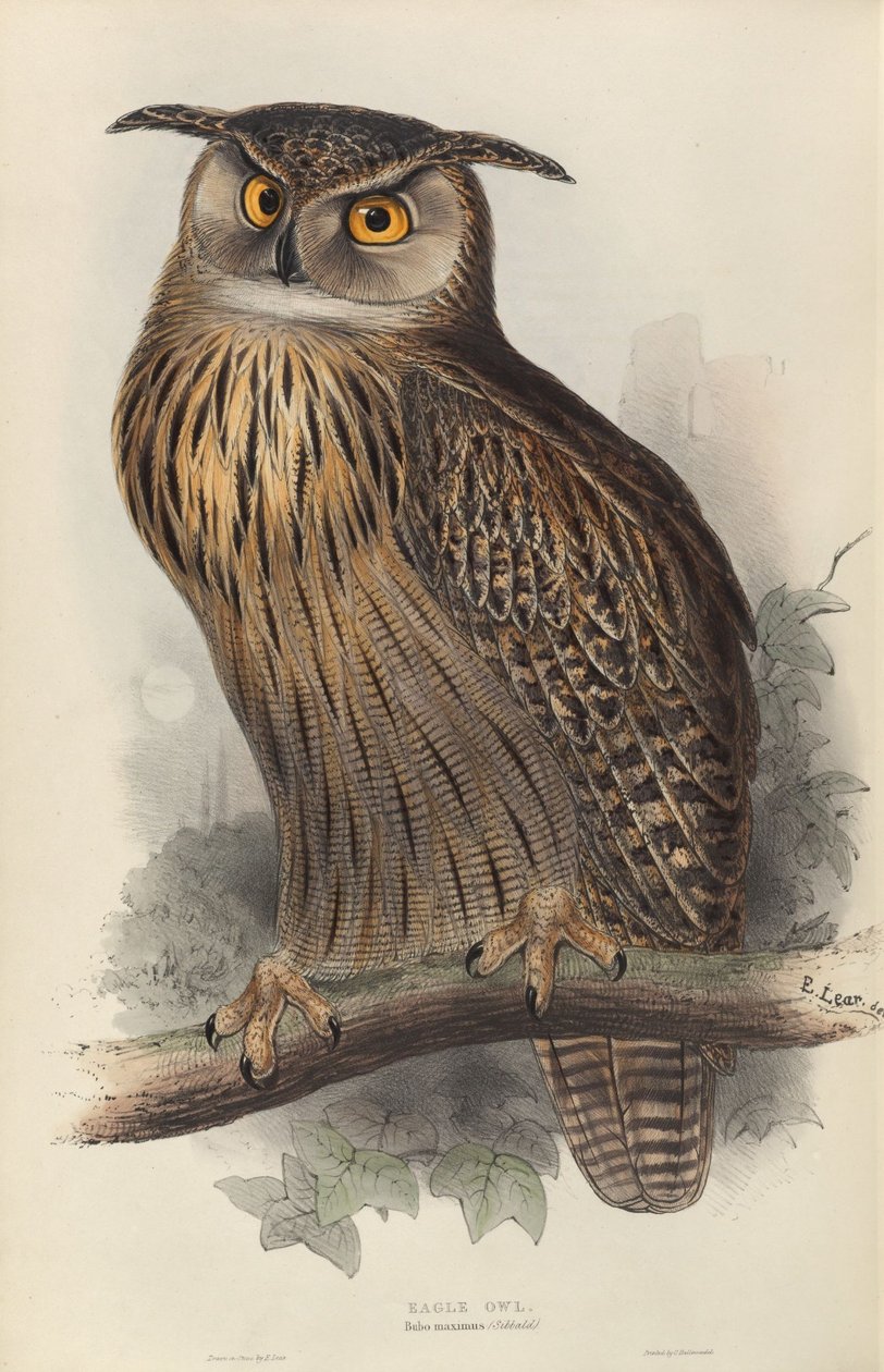 Bubo maximus autorstwa Edward Lear
