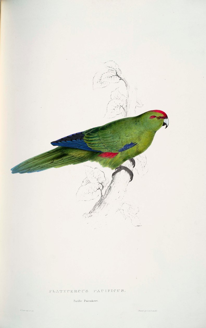 Cyanoramphus novaezelandiae autorstwa Edward Lear