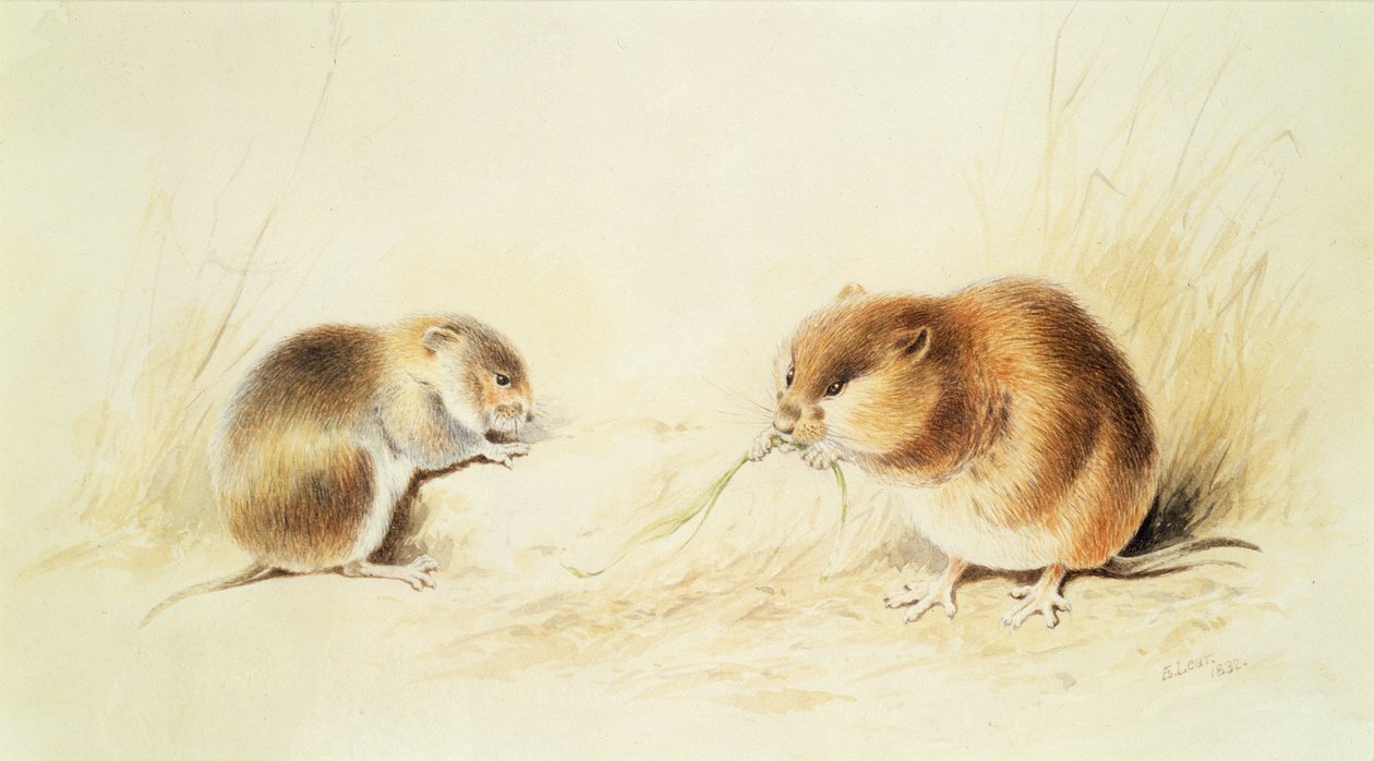 Dormice, XIX w. autorstwa Edward Lear