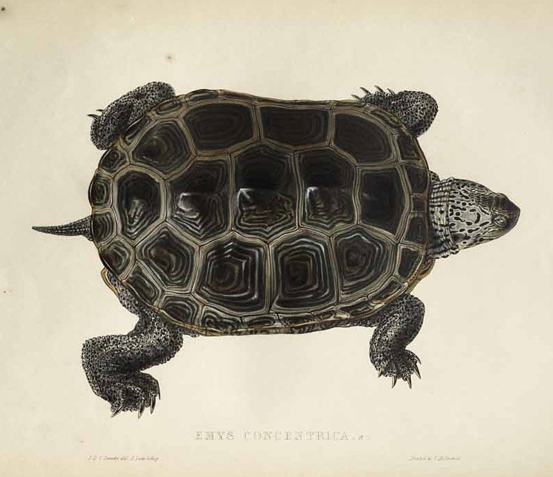Emys koncentryczny autorstwa Edward Lear