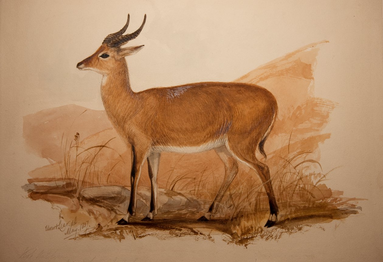 Antylopa Kob, 1837 autorstwa Edward Lear