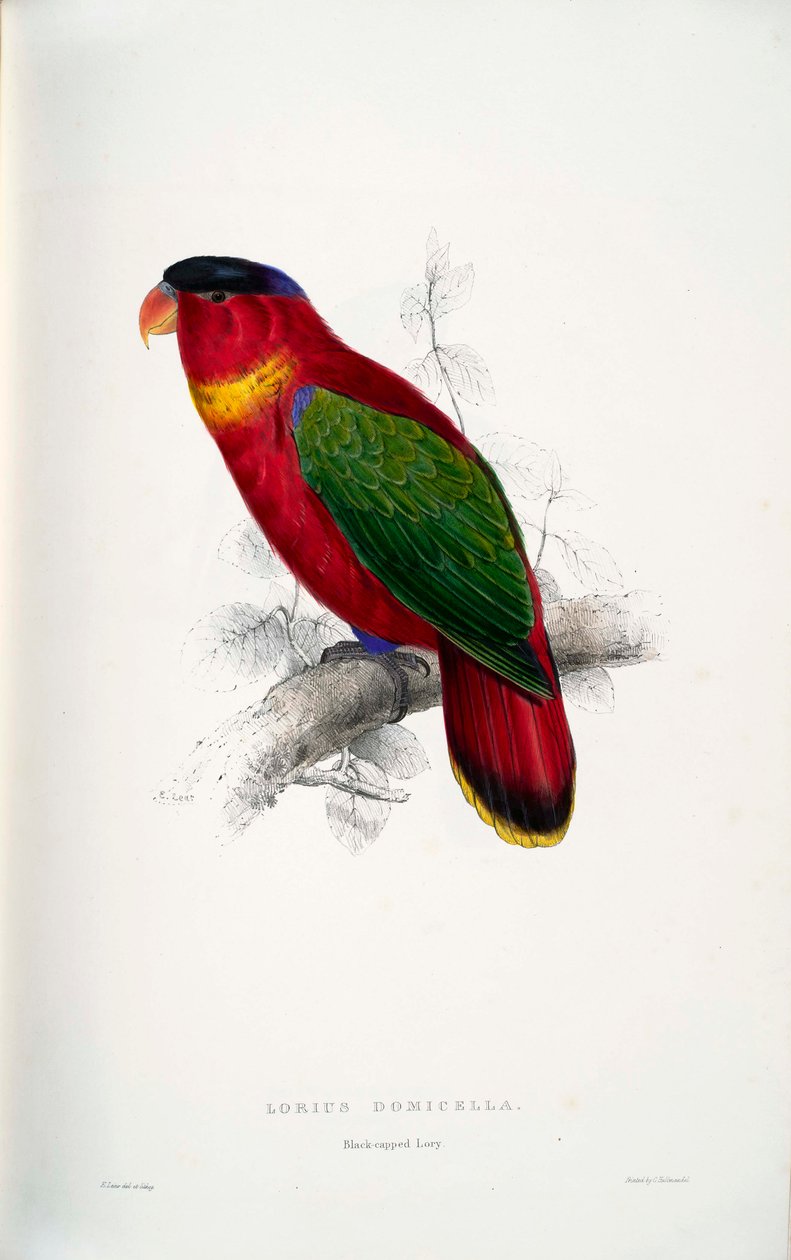 Lorius domicella autorstwa Edward Lear
