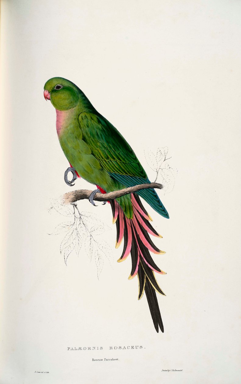 Luksusowa Aleksandra autorstwa Edward Lear