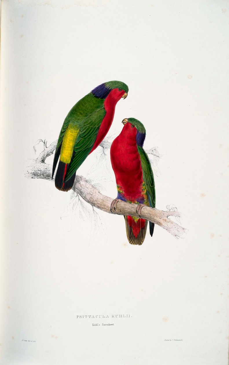 Psittacula kuhlii autorstwa Edward Lear