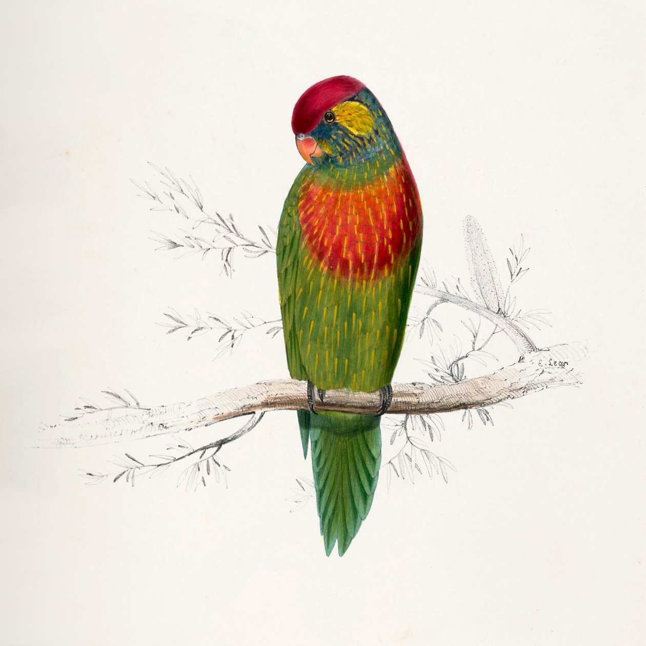 Psitteuteles versicolor autorstwa Edward Lear