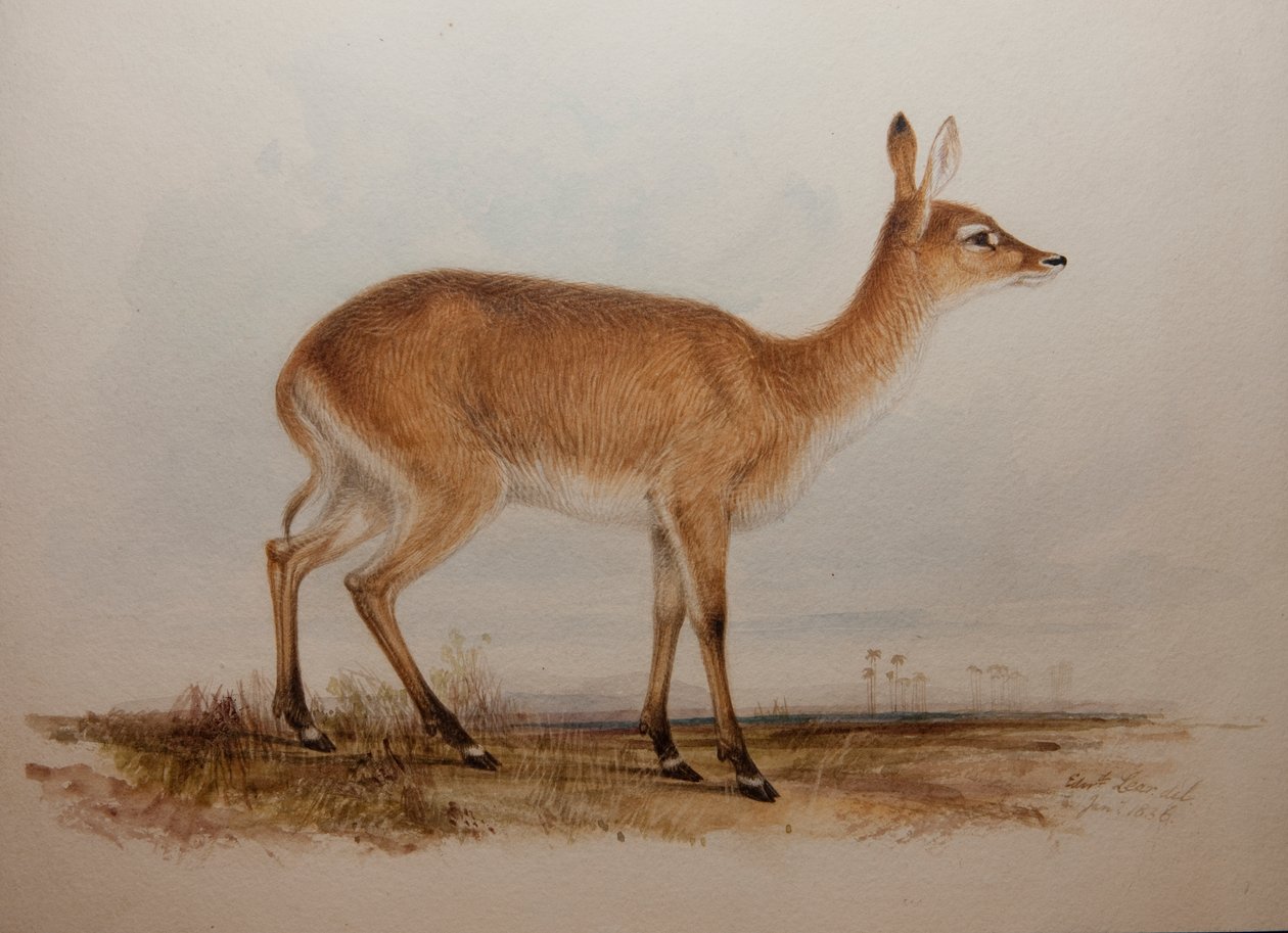 Czerwone Lechwe, 1836 autorstwa Edward Lear