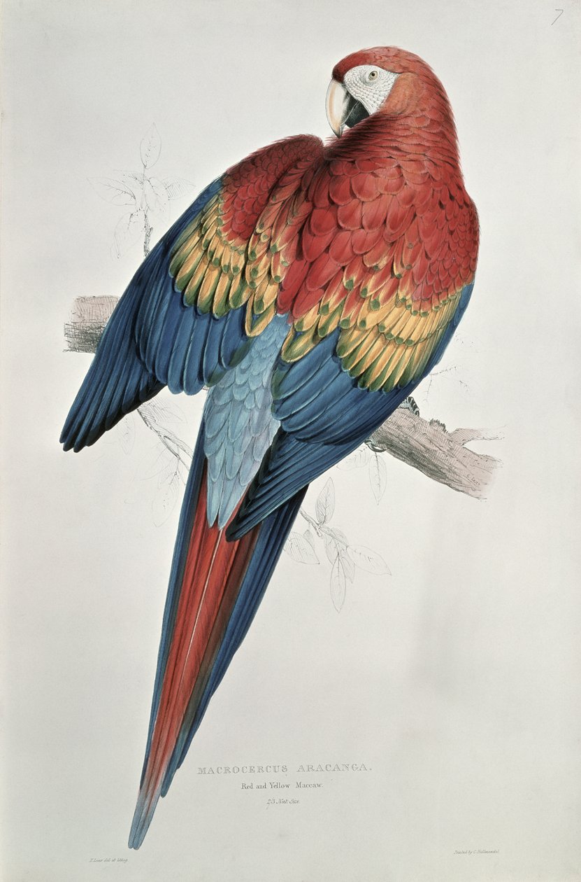 Czerwona i żółta ara autorstwa Edward Lear