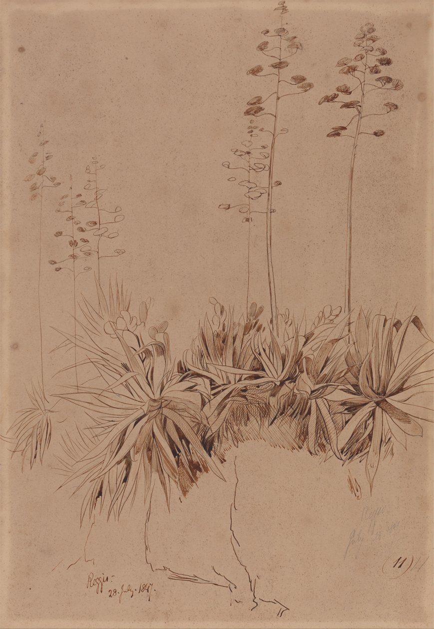 Reggio autorstwa Edward Lear