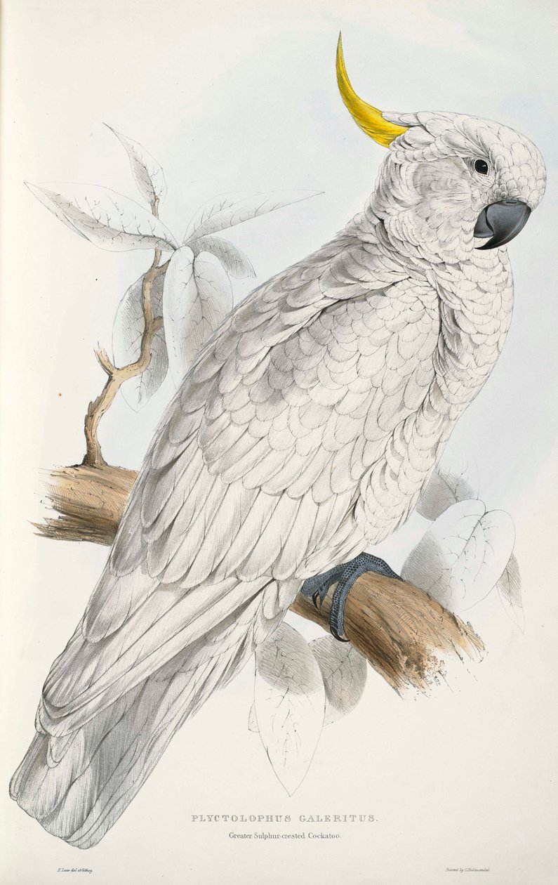 Kakadu żółtoczuba autorstwa Edward Lear